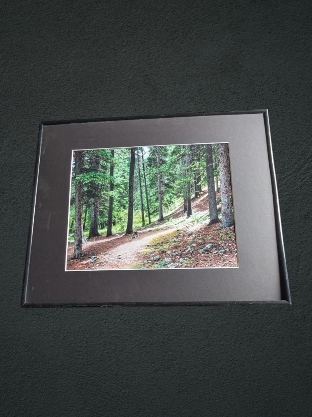 Framed Forest Trail Print in Brown Mat